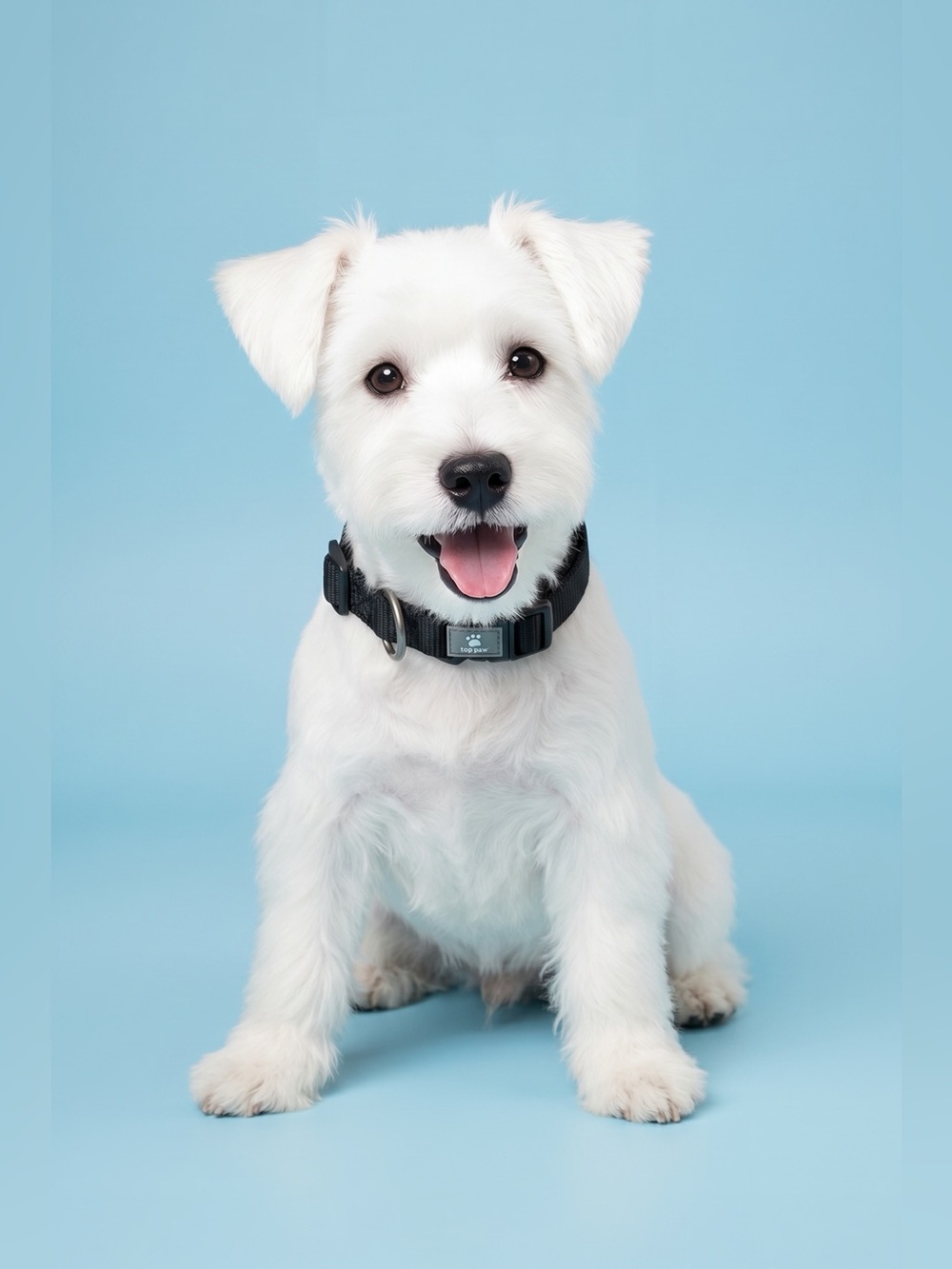 Adjustable Pet Collar - Size Small
